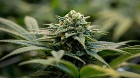 Branche für „Reinheitsgebot“ bei Cannabis