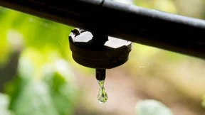 Steter Tropfen hilft dem Wein