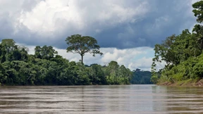 Die Retter der Paranuss