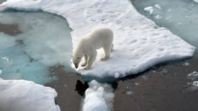 Wie wirkt der Klimawandel auf Tiere?