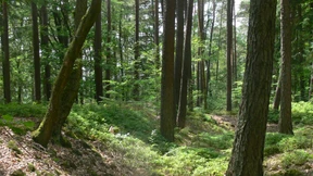 Rätsel um die Römerschanze