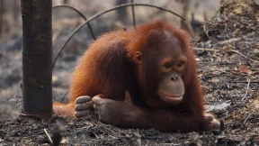 Warum Tierarten heute schneller aussterben als die Dinosaurier