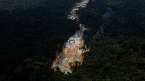 Kahlschlag im Regenwald