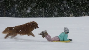 Ein Hund kommt mir nicht ins Haus!