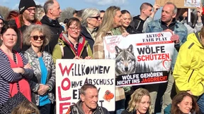 Was passiert mit dem eingefangenen Wolf?
