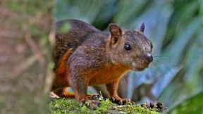 Das unbekannte Bornavirus