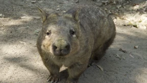 Wenn Fotos Tiere stören