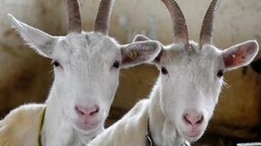 Von Kopf bis Fuß auf Ziege eingestellt