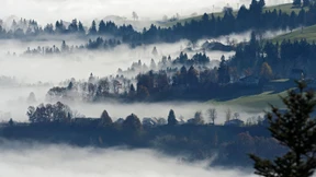 Wie der Klimawandel der Forstwirtschaft zusetzt