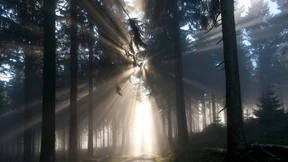 Gebundener Kohlenstoff mit Blätterdach