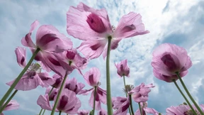 Altes Schmerzmittel wiederentdeckt