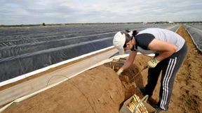 Landwirte warnen vor Folgen des Mindestlohns