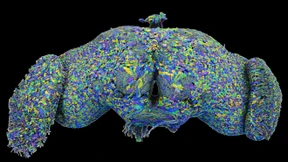 Spektakuläre Rekonstruktion eines Fliegenhirns