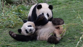 Berliner Pandas Pit und Paule in China gelandet