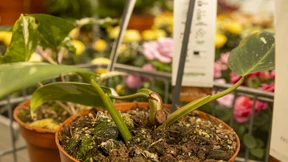 Der Stecklingsklau geht um