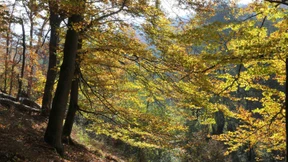 „Land zerstört wertvollste Buchenwälder“