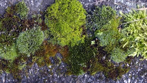 Frau Professor, wozu ist Moos gut?