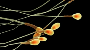 Die Spermien schon im Hoden stoppen