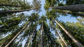 Dem Wald ist mit Wildnis nicht gedient