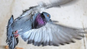 Neues Votum nötig zu Tauben-Töten