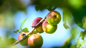 Obst und Gemüse oder Pillen – was hat mehr Vitamine?