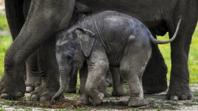 Elefantenbabys begeistern Zoobesucher