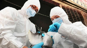 Ist China schon im Griff der Vogelgrippe?