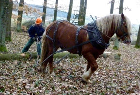 Vierbeinige Waldarbeiter 