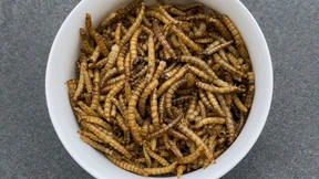 EU erlaubt neues Insektenpulver in Lebensmitteln