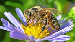 Das Gift war vor dem Stachel da