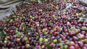 Fast 100 Jahre Haft für den „Bohnenkönig“