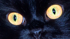 Die Herrscher des Internets