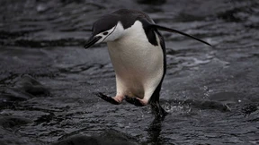 Klimakrise bedroht Zügelpinguine in der Antarktis