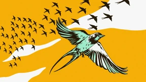 Diese Vögel brüten auch im Granatenhagel