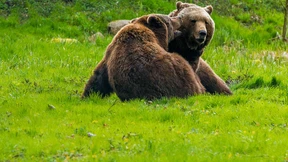 Braunbären für Sloweniens Wälder 