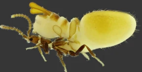 Ein Käfer tarnt sich als Termite