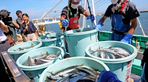 Fukushima-Fisch verursacht Konflikt