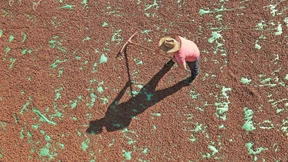 Das Milliardengeschäft mit der Haselnuss