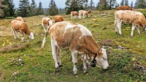 Machu Picchu besucht man am besten im Metaversum