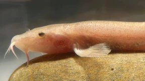 Der erste Höhlenfisch Europas 