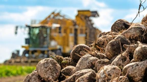 Das Kartellamt drückt bei den Zuckerherstellern alle Augen zu