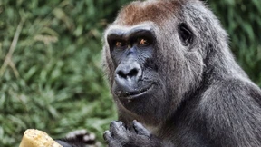 Da wird einem schön schwindelig