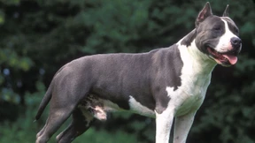 Kampfhundbesitzerin aus Österreich muss doch nicht in Haft