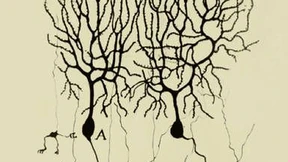 Abteilung Aufmerksamkeitsdefizit