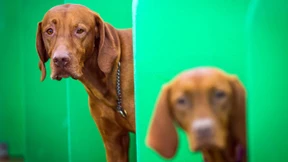 Kalorienfallen bei Haustieren 