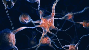 Die Vernetzung der Gehirne