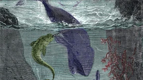 Unendlich größer und rascher als ein Walfisch