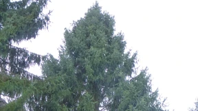 Papst bekommt Christbaum aus Bayern