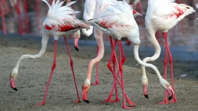 Zwei Vögel mit einem Scone füttern?