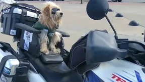 Der wohl coolste Beifahrer der Welt